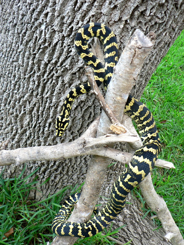 Lester outside