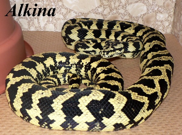 Alkina
