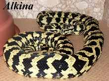 Alkina