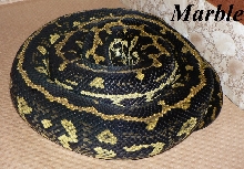 Marble