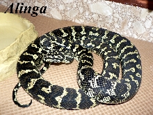 Alinga