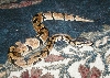 Baby Ball Python