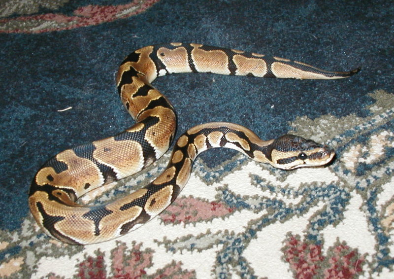 Baby Ball Python