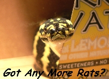 Got any more rats?