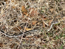 Llano snake