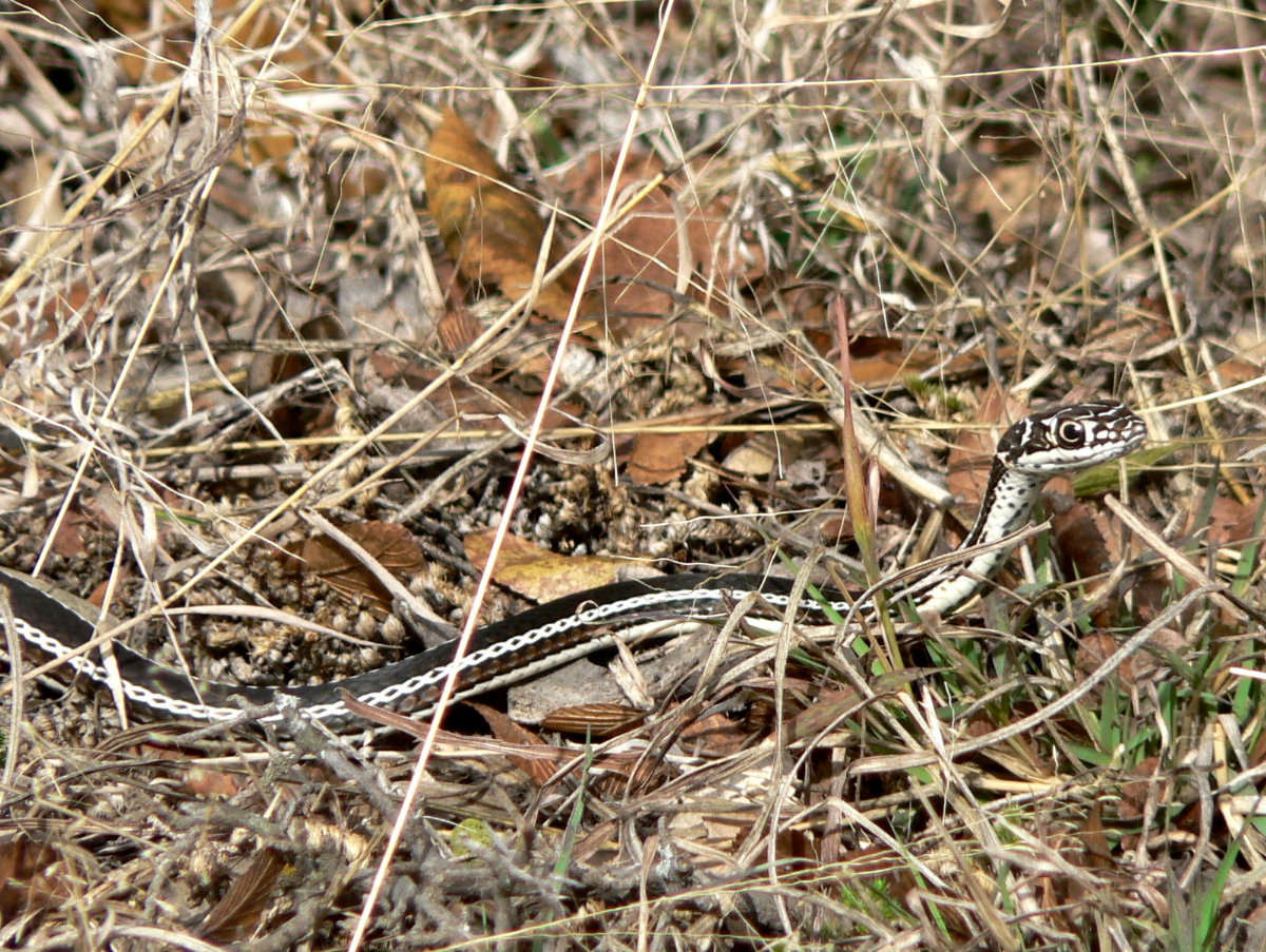 Llano snake