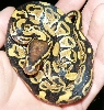 Spike