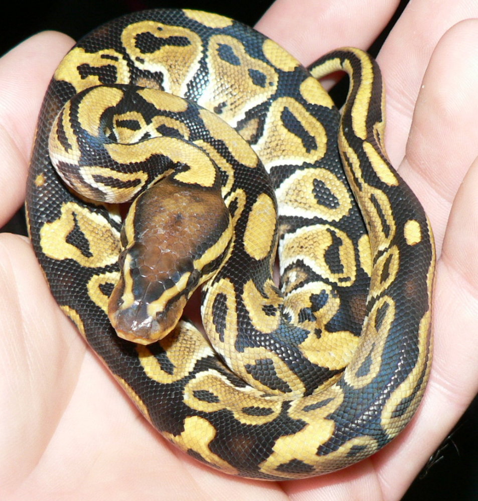 Spike