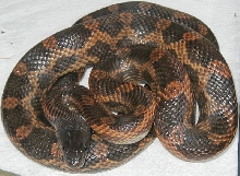 Williamson County Rat Snake
