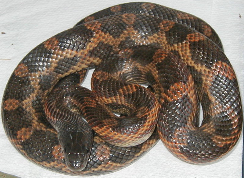Williamson County Rat Snake