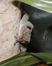 Golden Gecko