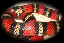 Andean Milksnake