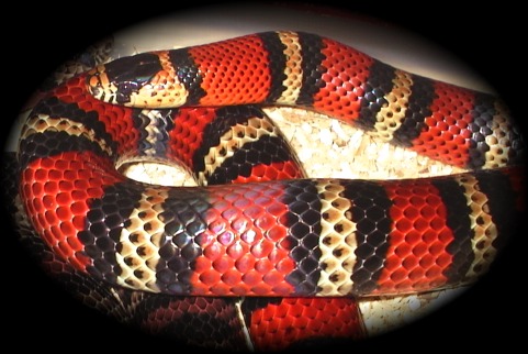 Andean Milksnake