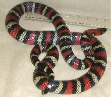 Adult Andean Female