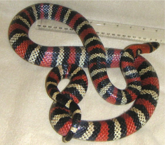 Adult Andean Female