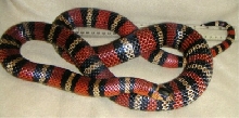 Adult Andean Male