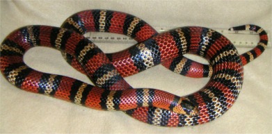 Adult Andean Male