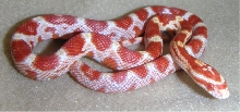 Jungle Corn