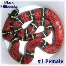Black Milk #1 Female
