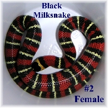 Black Milk #2 Female