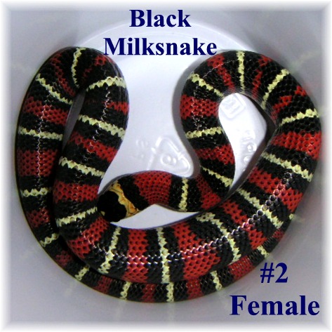 Black Milk #2 Female