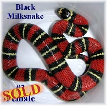 Black Milk #3 Female