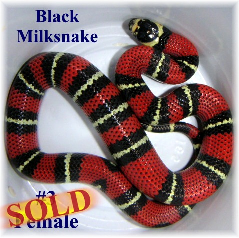 Black Milk #3 Female