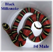 Black Milk #4 Male