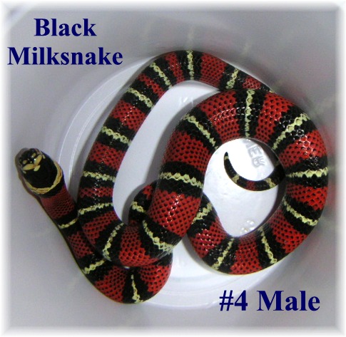 Black Milk #4 Male