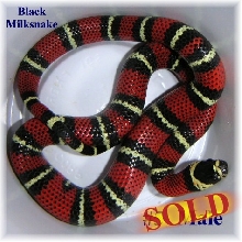 Black Milk #5 Male