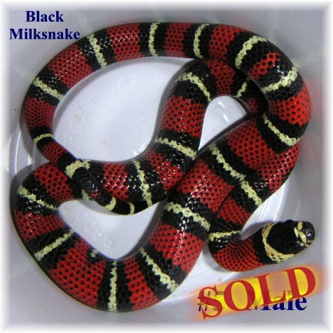 Black Milk #5 Male