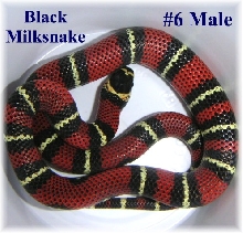 Black Milk #6 Male