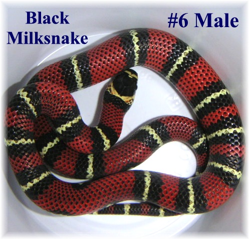 Black Milk #6 Male
