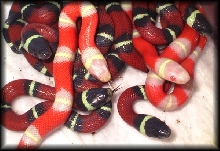 Nelsoni Hatchlings