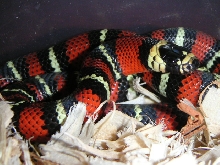 hatchling Black Milk