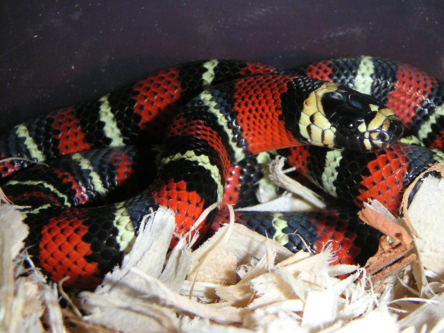 hatchling Black Milk