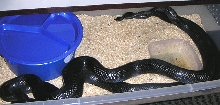 Black Milks Breeding