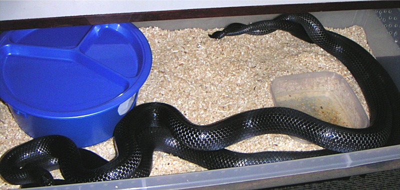 Black Milks Breeding