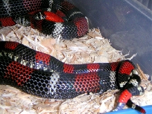 Breeding Tri-colored Hogs