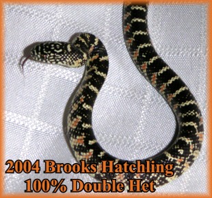 Double Het Brooks