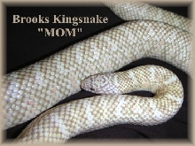 Albino Brooks Kingsnake