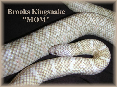Albino Brooks Kingsnake