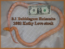 Bubblegum Rat Snake