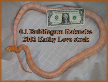 Bubblegum Rat Snake