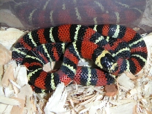 Female Black Milksnake baby