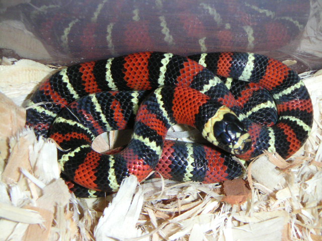 Female Black Milksnake baby