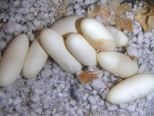Tri-colored Hognose Eggs