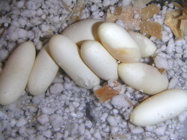 Tri-colored Hognose Eggs