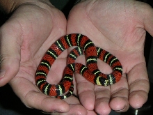 Male Black Milk hatchling