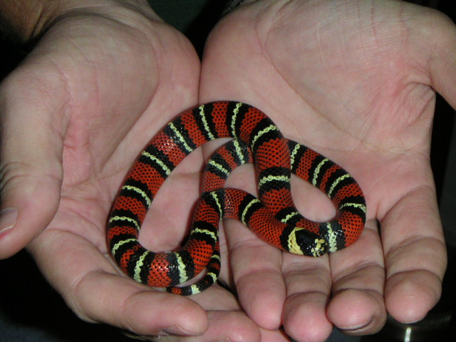 Male Black Milk hatchling